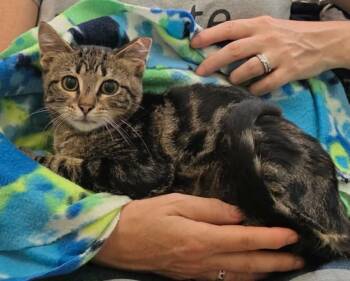 Santino -  Domestic Short Hair and Tabby Cat for Adoption in Chicago, Illinois - Santino | PetCurious