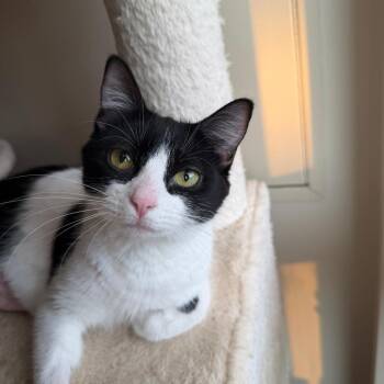 Allison Cat C69734 -  Domestic Short Hair Cat for Adoption in Minnetonka, Minnesota - Allison Cat C69734 | PetCurious