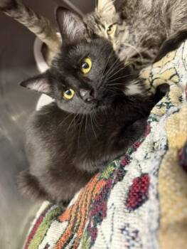Flower -  Domestic Short Hair Cat for Adoption in Stockton, California - Flower | PetCurious