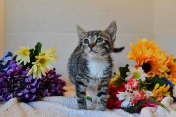 Rescue Domestic Short Hair Cats for Adoption in Hermitage, Pennsylvania - Vivienne | PetCurious