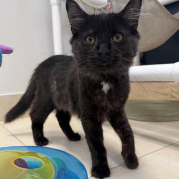 Caviar -  Domestic Long Hair Cat for Adoption in North Haven, Connecticut - Caviar | PetCurious
