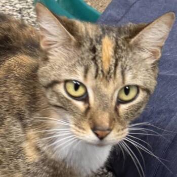 Domestic Short Hair Cats Available for Adoption in Fernandina Beach, Florida - Honey | PetCurious