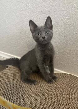 Gemma (CC) -  Russian Blue Cat for Adoption in Napa, California - Gemma (CC) | PetCurious