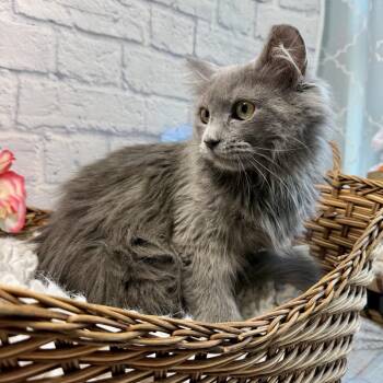 Domestic Medium Hair Cats Available for Adoption in Harrisonburg, Virginia - Hazel | PetCurious