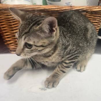 Veto -  Domestic Short Hair Cat for Adoption in Milton, Florida - Veto | PetCurious