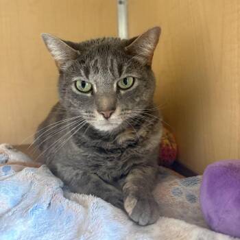 Domestic Short Hair Cats Available for Adoption in Chesapeake, Virginia - Kayla FKA Cedar Waxwings | PetCurious