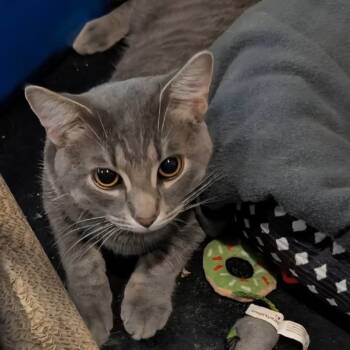 Rescue Domestic Short Hair Cats for Adoption in Mondovi, Wisconsin - Lambeau | PetCurious