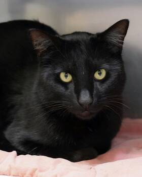 Domestic Short Hair Cats Available for Adoption in Novato, California - Jack | PetCurious