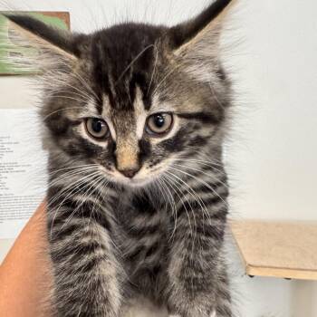 Oliver -  Domestic Medium Hair Cat for Adoption in Brockton, Massachusetts - Oliver | PetCurious
