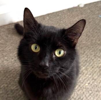 Domestic Short Hair Cats Available for Adoption in Bridgeport, Connecticut - Opal | PetCurious