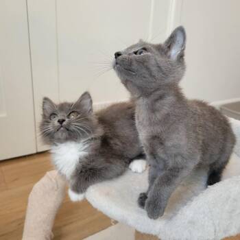 Domestic Long Hair Cats Available for Adoption - Fiona | PetCurious