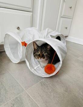 Lucy -  Tabby and Domestic Short Hair Cat for Adoption in Locust Grove, Virginia - Lucy | PetCurious