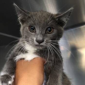 Whitney Houston -  Domestic Medium Hair Cat for Adoption in Ojai, California - Whitney Houston | PetCurious