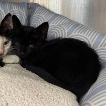 Patch -  Domestic Short Hair Cat for Adoption in League City, Texas - Patch | PetCurious