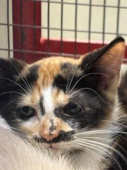 FABIOLA -  Domestic Short Hair Cat for Adoption in Doral, Florida - FABIOLA | PetCurious