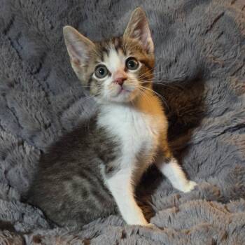 Alvin -  Domestic Short Hair Cat for Adoption in Houston, Texas - Alvin | PetCurious