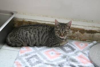 Betty (Betti (Ocshner) -  Domestic Short Hair Cat for Adoption in Covington, Louisiana - Betty (Betti (Ocshner) | PetCurious