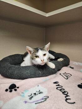 Rescue Domestic Short Hair Cats for Adoption in Morgantown, Kentucky - Carey | PetCurious