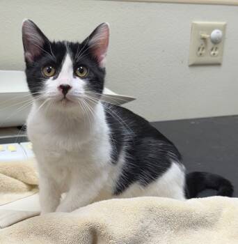 Rescue Domestic Short Hair Cats for Adoption in Great Bend, Kansas - LS | PetCurious