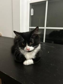 Fergus MW -  Domestic Short Hair Cat for Adoption in Greenville, South Carolina - Fergus MW | PetCurious