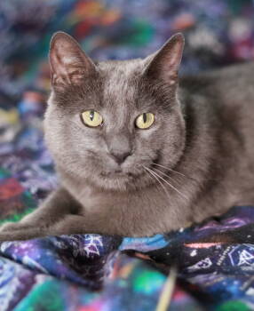 Rescue Domestic Short Hair and Russian Blue Cats for Adoption in Skyline, Minnesota - Velma | PetCurious