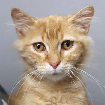Rescue Domestic Medium Hair Cats for Adoption in Kansas City, Kansas - Pumpkin (AO35001) | PetCurious