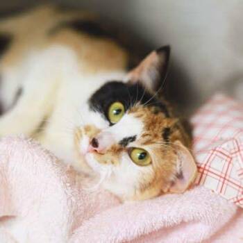 Domestic Short Hair Cats Available for Adoption - Patches | PetCurious