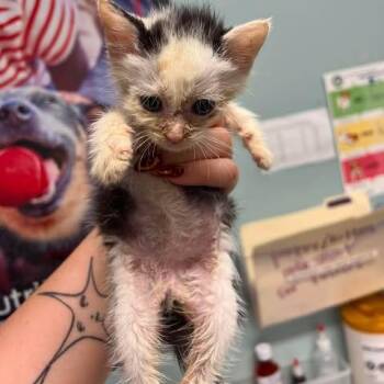 Bazooka Joe -  Domestic Short Hair Cat for Adoption in Edwardsville, Illinois - Bazooka Joe | PetCurious