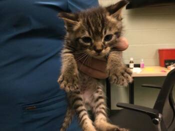 Domestic Short Hair Cats Available for Adoption - A1877239 | PetCurious