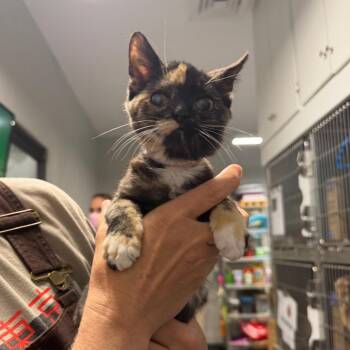 Domestic Short Hair Cats Available for Adoption in Kennebunk, Maine - Whittaker | PetCurious