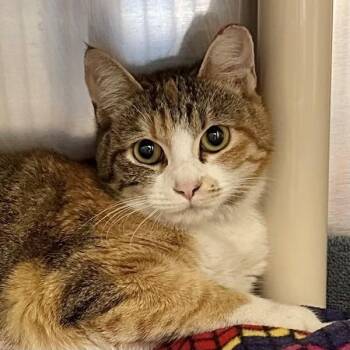 Domestic Short Hair Cats Available for Adoption in Walnut Creek, California - Cinnamon Girl | PetCurious