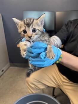 MARILYN -  Domestic Short Hair Cat for Adoption in San Antonio, Texas - MARILYN | PetCurious