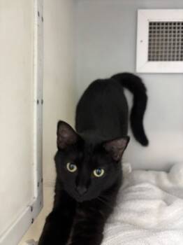 Rescue Domestic Short Hair Cats for Adoption in Cumming, Georgia - Equinox 1451-25 | PetCurious