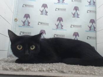 LINCOLN -  Domestic Short Hair Cat for Adoption in Orlando, Florida - LINCOLN | PetCurious