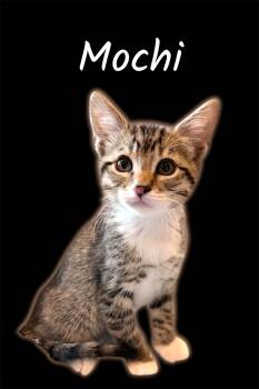 Mochi -  Domestic Short Hair Cat Available for Adoption in Auburn, California - Mochi | PetCurious