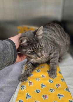 Erin -  Domestic Short Hair Cat for Adoption in Westland, Michigan - Erin | PetCurious