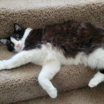 Rescue Domestic Long Hair and Maine Coon Cats for Adoption in Baldwin, Wisconsin - Sylvester | PetCurious