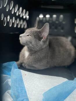 Domestic Short Hair Cats Available for Adoption - Slate | PetCurious