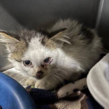 Parfait -  Domestic Long Hair Cat for Adoption in Saint Joseph, Missouri - Parfait | PetCurious