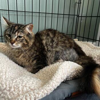 Trinity -  Domestic Medium Hair Cat for Adoption in Winchester, Virginia - Trinity | PetCurious