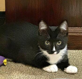 Domestic Short Hair Cats Available for Adoption in Pitman, New Jersey - Penguin | PetCurious