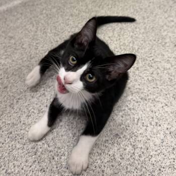 Paige -  Domestic Short Hair Cat for Adoption in Cooperstown, New York - Paige | PetCurious