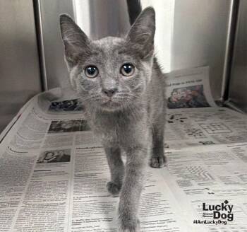 Grover -  Domestic Short Hair Cat for Adoption in Washington, District Of Columbia - Grover | PetCurious