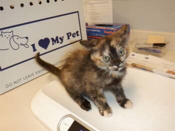 JOSIE -  Domestic Short Hair Cat for Adoption in San Jose, California - JOSIE | PetCurious