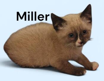 Miller -  Domestic Short Hair Cat for Adoption in Weems, Virginia - Miller | PetCurious