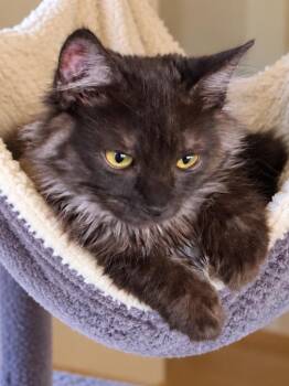 Princess Smokie -  Maine Coon and Persian Cat for Adoption in Calimesa, California - Princess Smokie | PetCurious