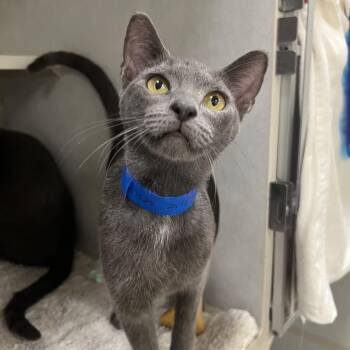 Dallas -  Domestic Short Hair Cat for Adoption in Fairport, New York - Dallas | PetCurious