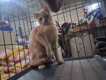 Rescue Domestic Short Hair Cats for Adoption in Crossville, Tennessee - Hugh | PetCurious