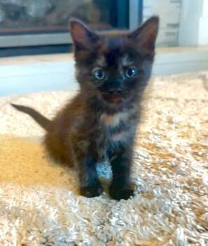 Cash -  Domestic Short Hair Cat for Adoption in Salt Lake City, Utah - Cash | PetCurious
