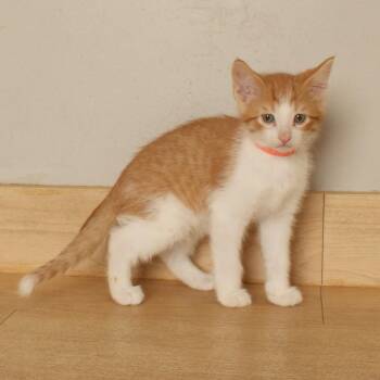 Orange C71247 -  Domestic Short Hair Cat for Adoption in Minnetonka, Minnesota - Orange C71247 | PetCurious